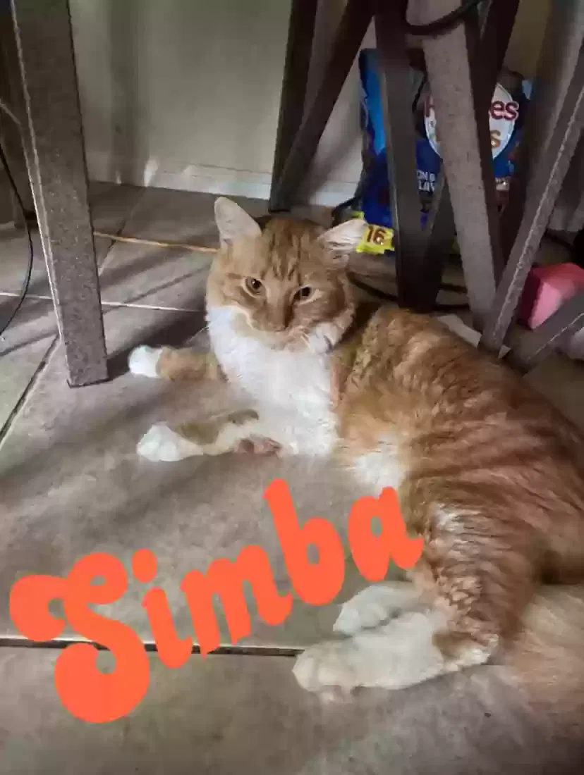Lost cat in Peoria, AZ, 85345