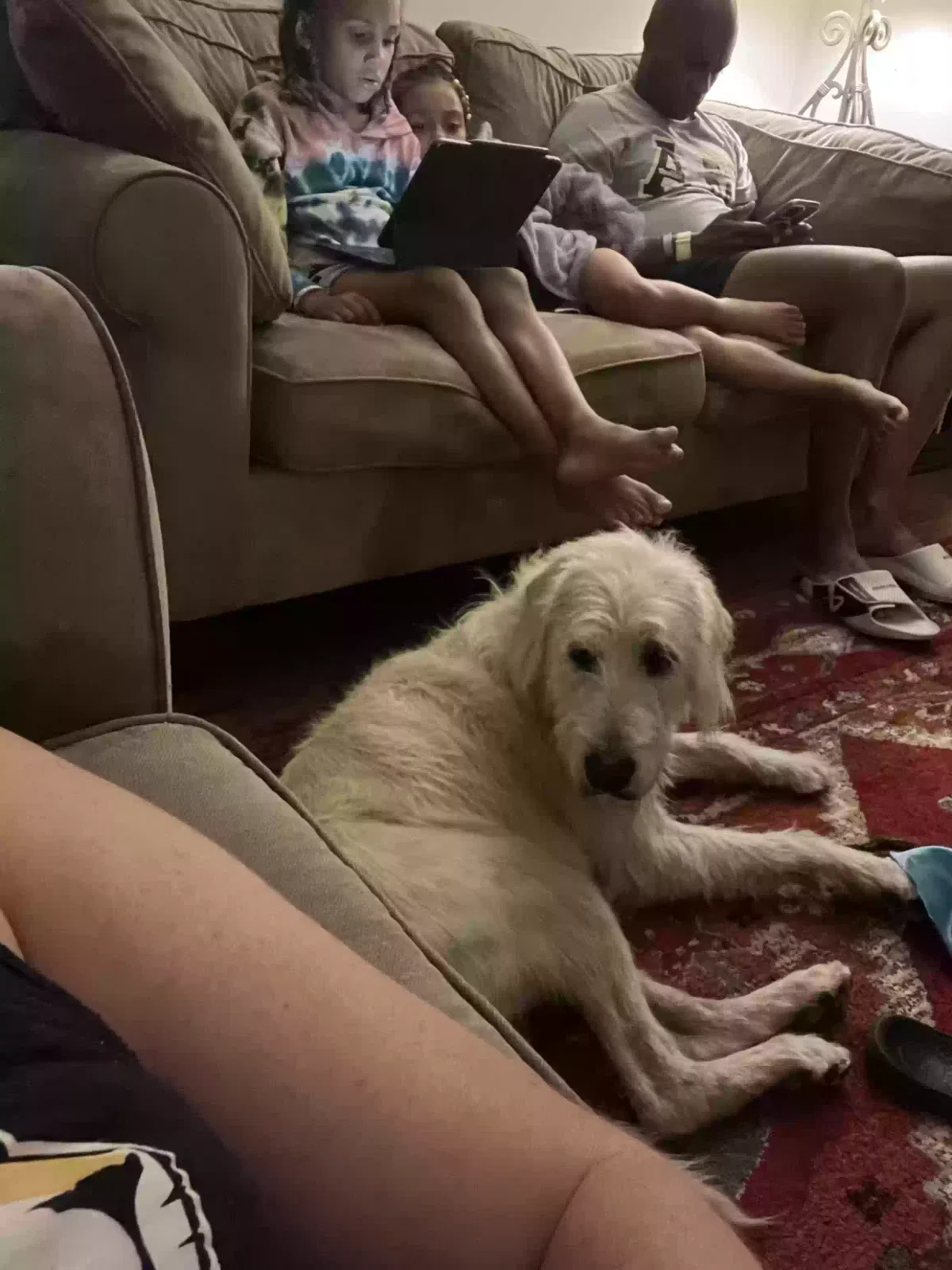 Found dog in Charlotte, NC, 28209