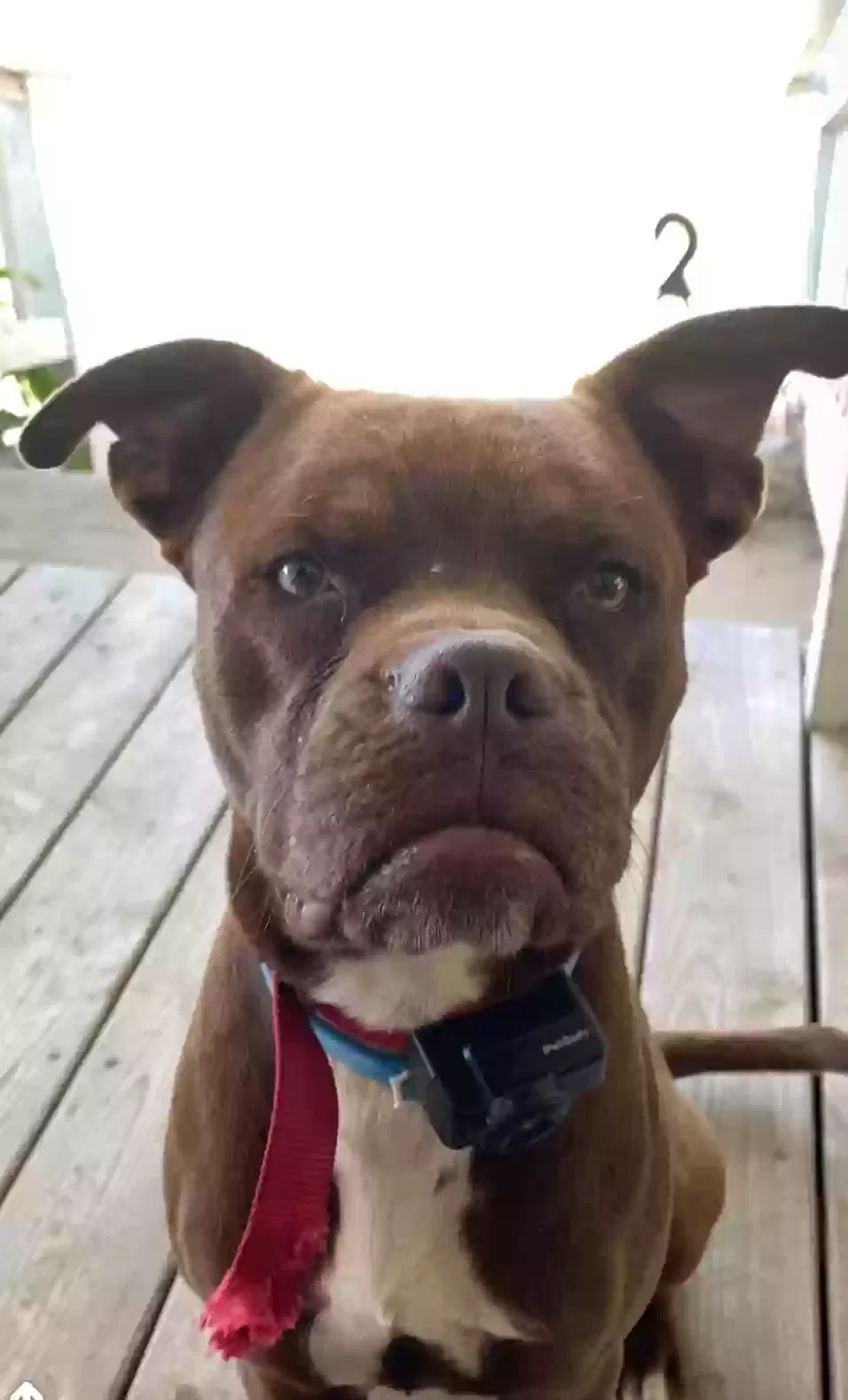 Lost dog in Bishopville, SC, 29010