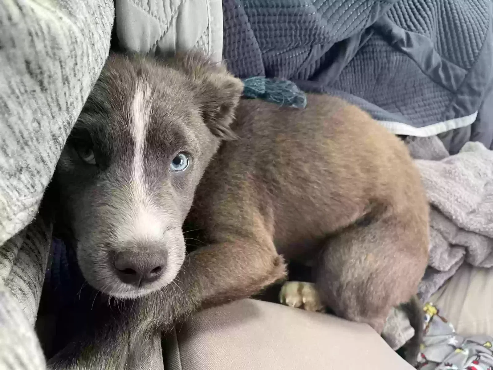 Lost dog in Bishopville, SC, 29010