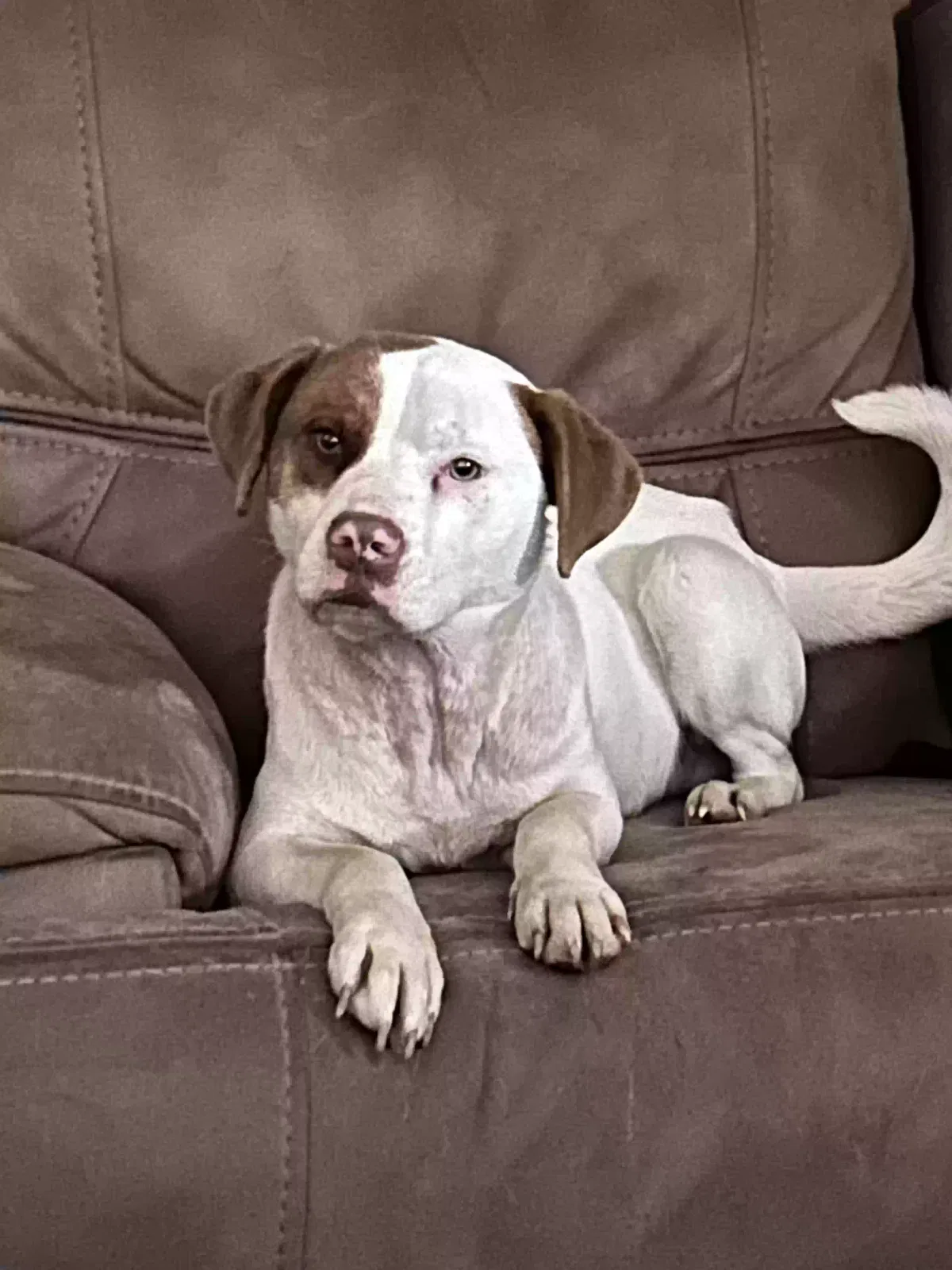 Lost dog in Bishopville, SC, 29010