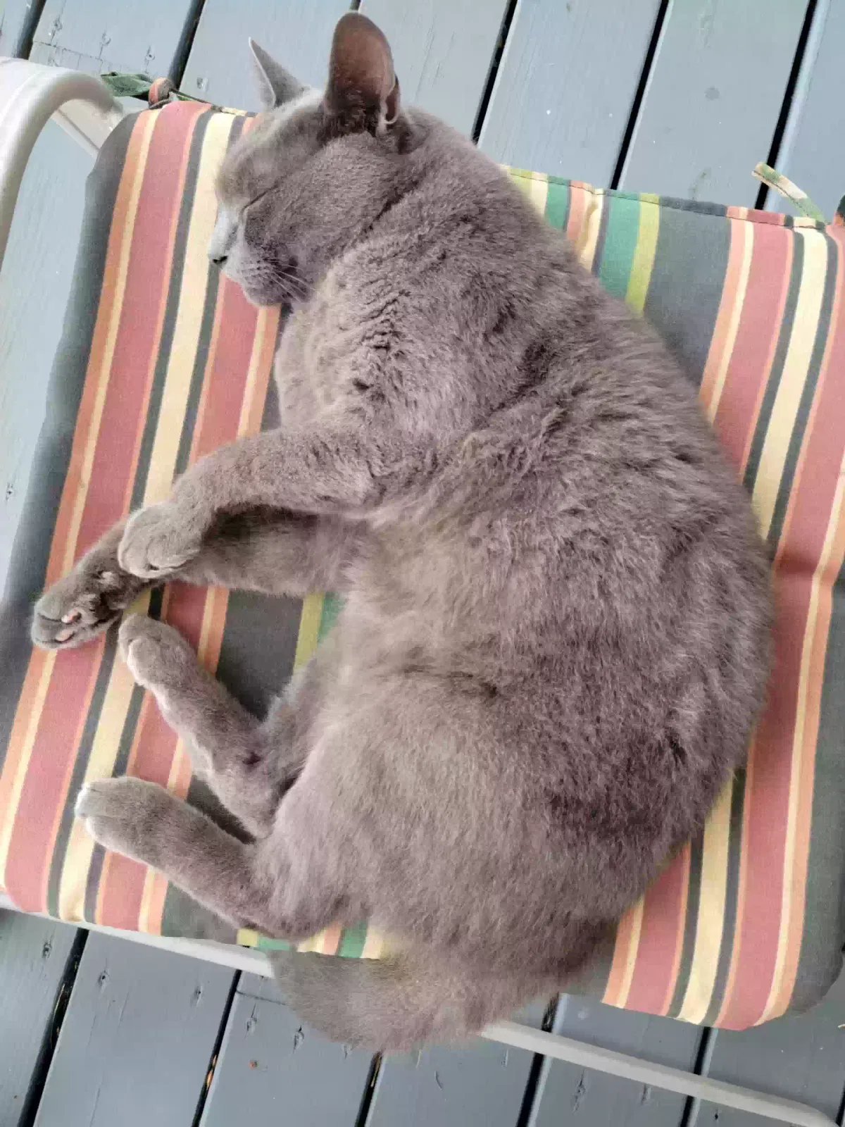 Lost cat in Suncook, NH, 3275