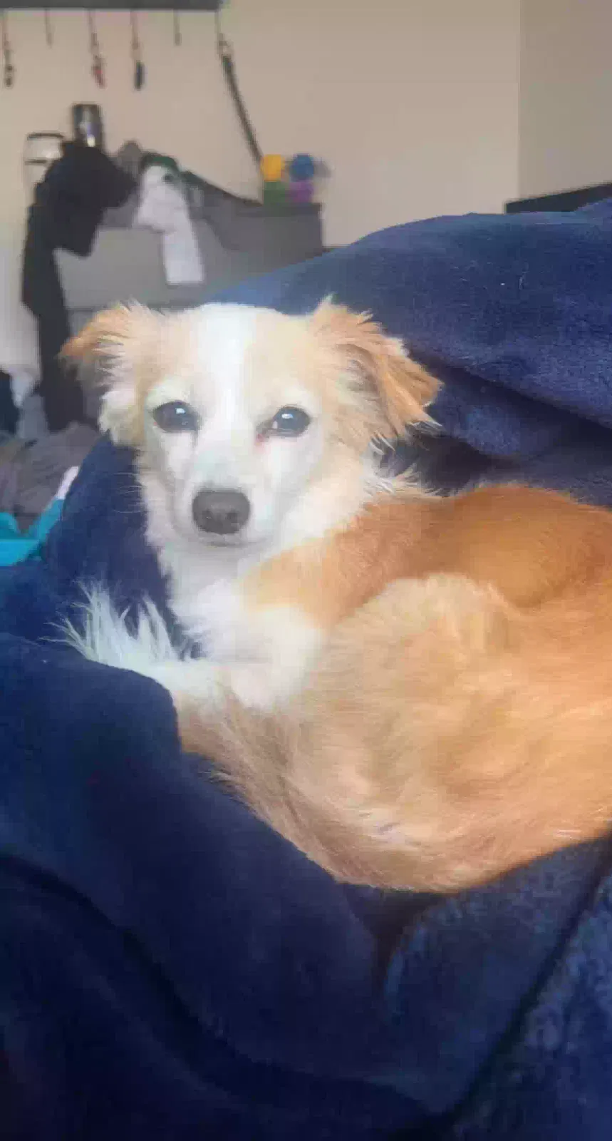 Lost dog in Schertz, TX, 78154