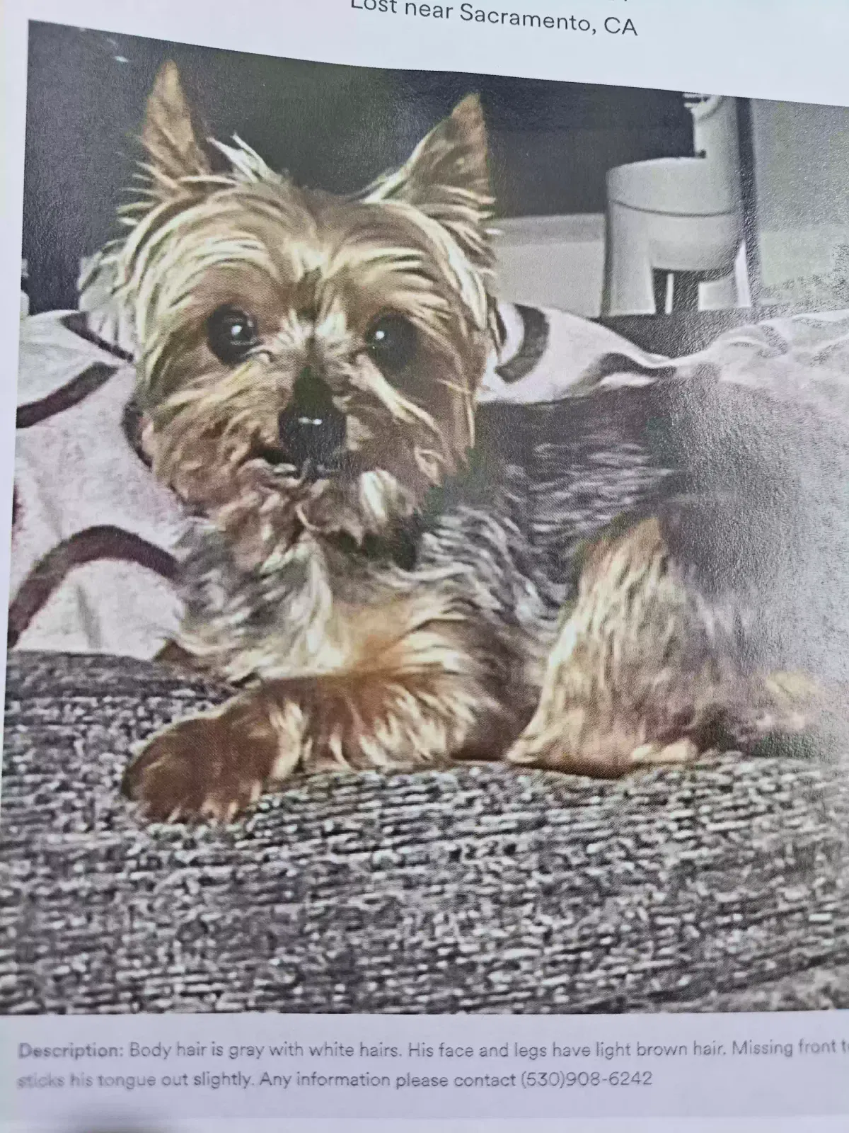 Lost dog in Sacramento, CA, 95838