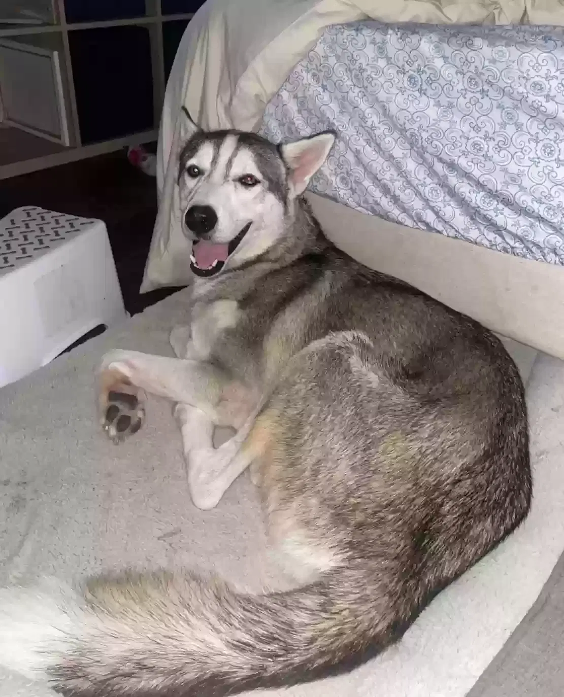 Lost dog in Indianapolis, IN, 46201