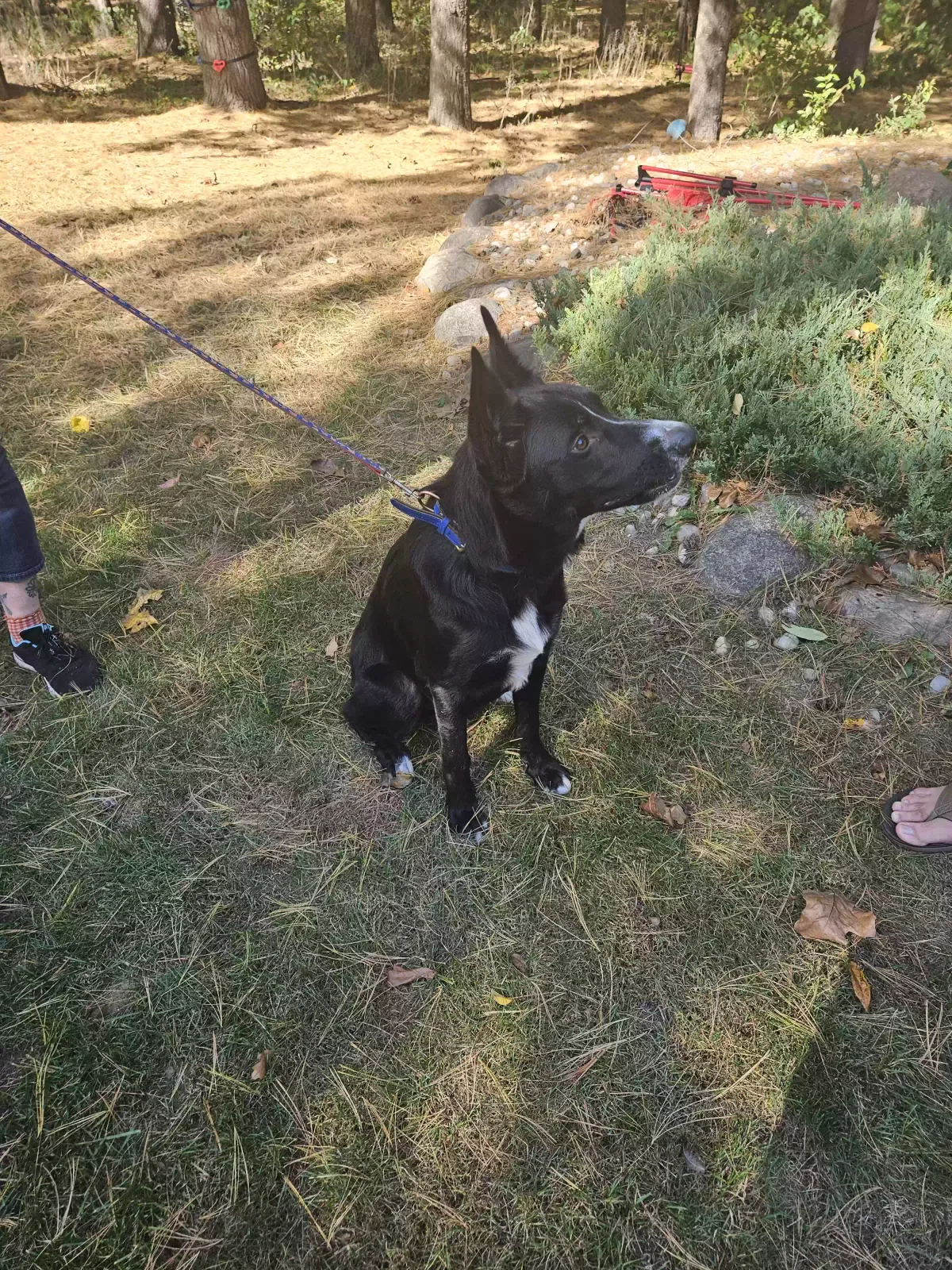 Found dog in Ortonville, MI, 48462