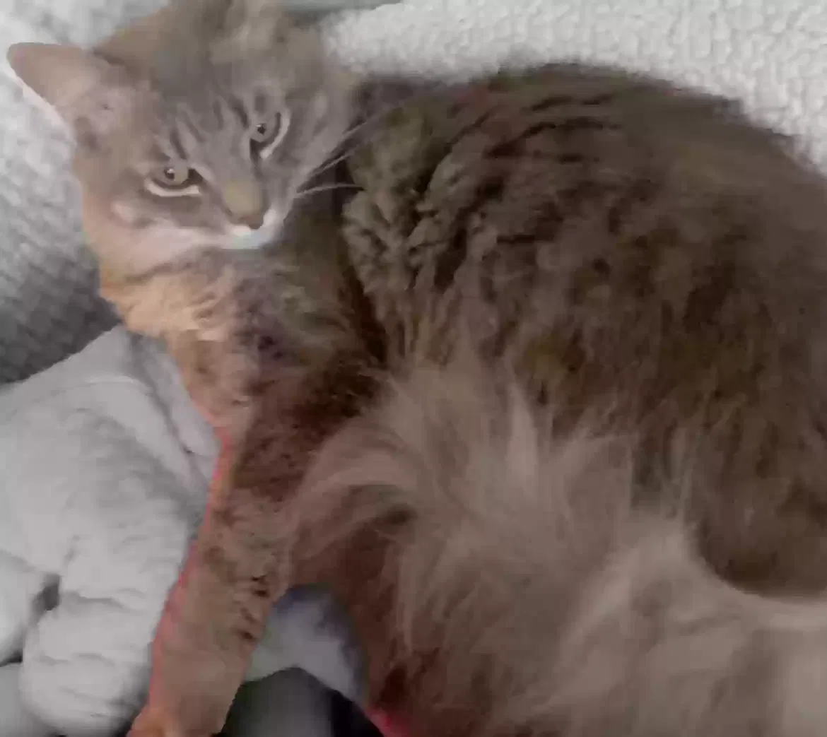 Lost cat in Utica, MI, 48317