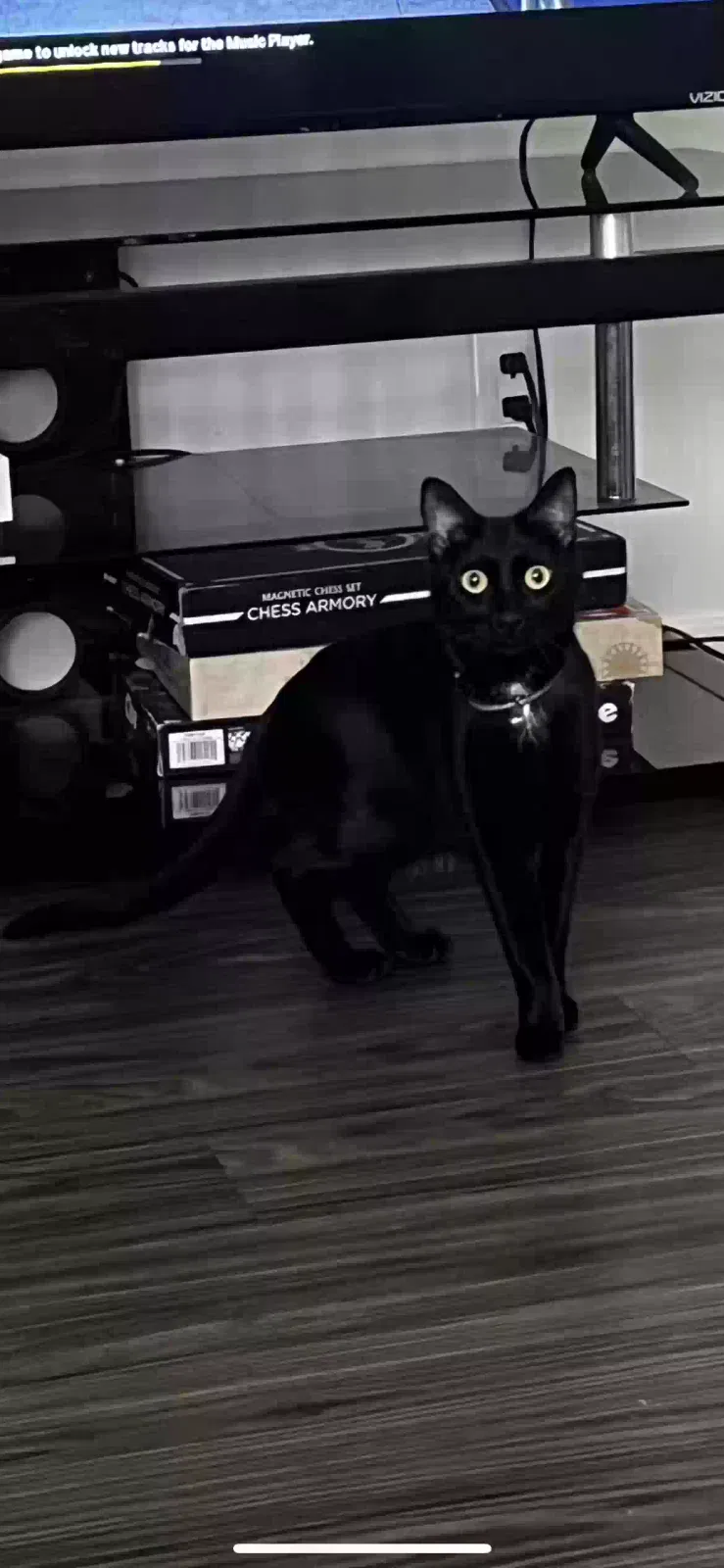Lost cat in Pasadena, CA, 91103