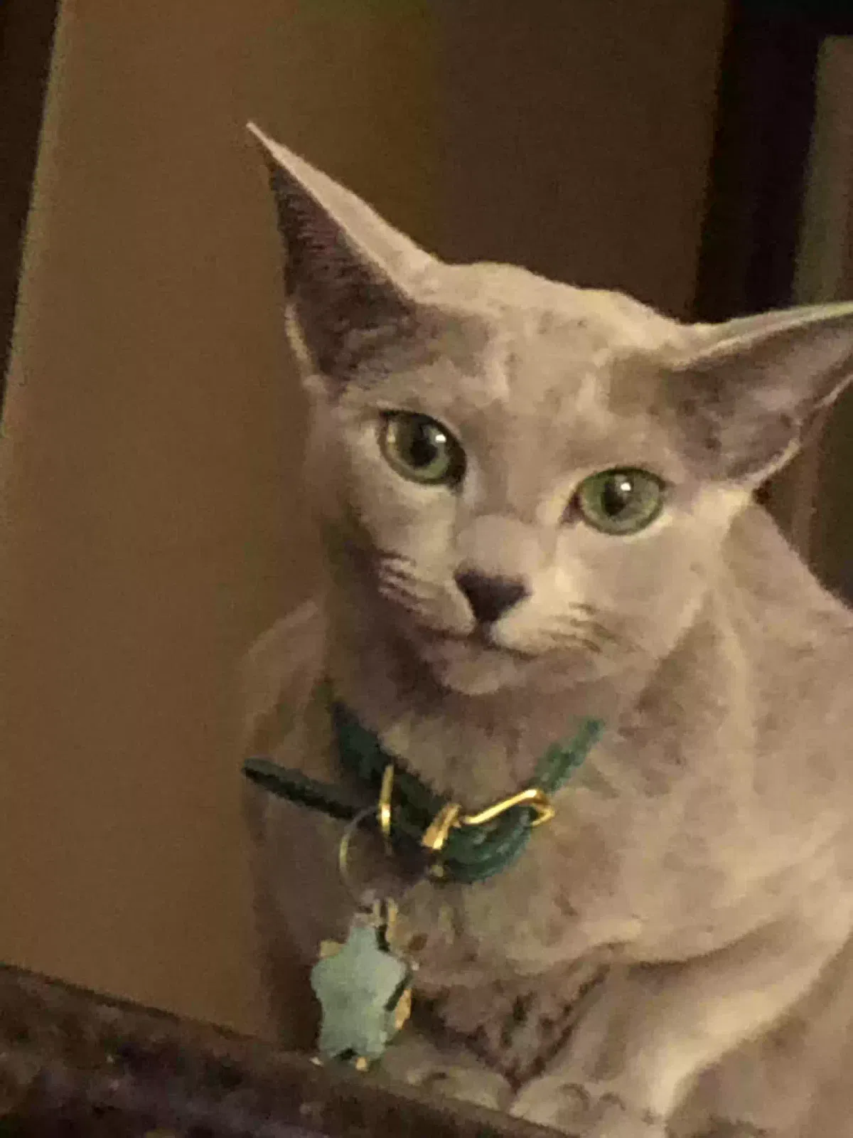 Lost cat in Rockwall, TX, 75087