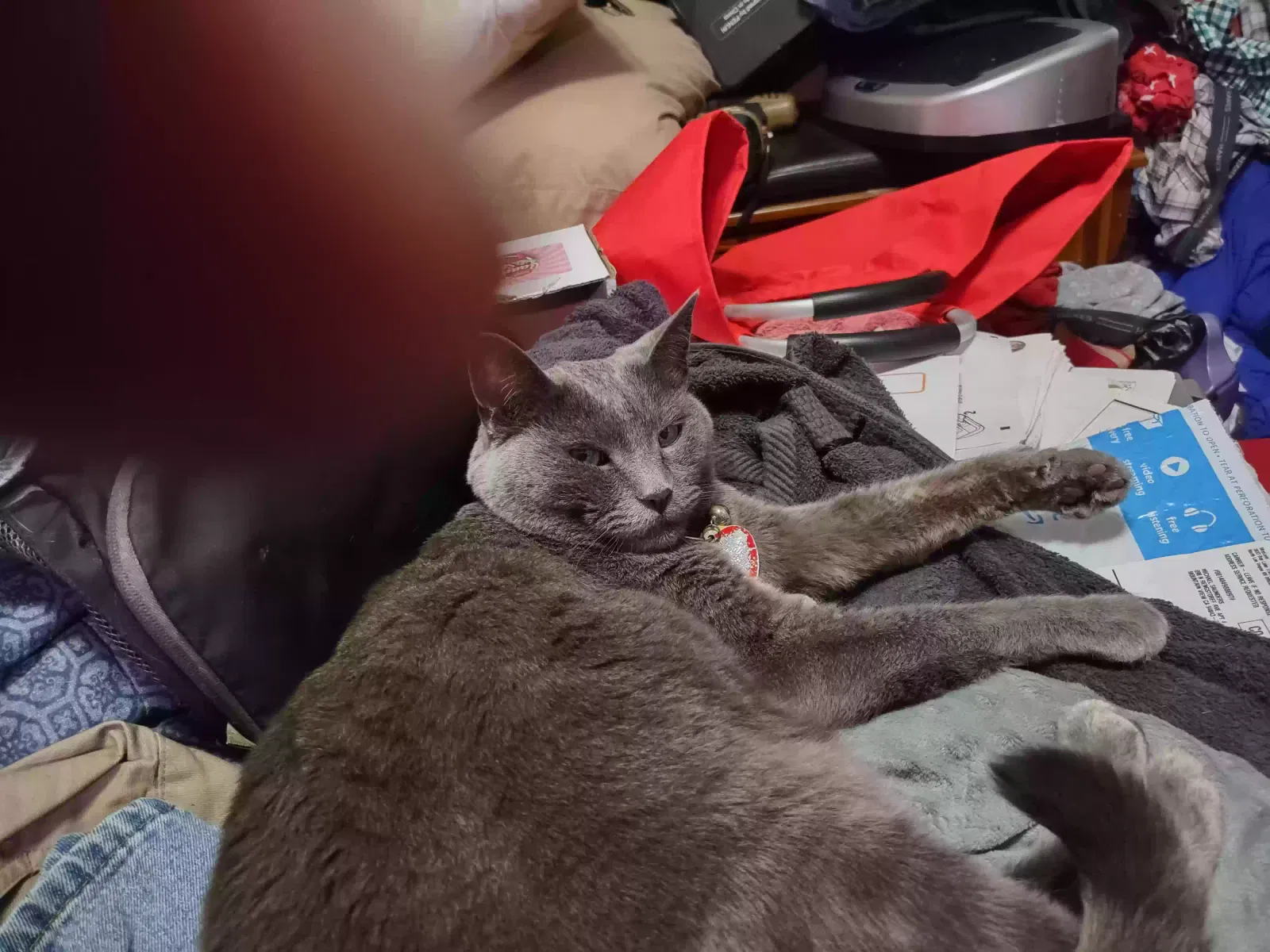 Lost cat in Mountain View, CA, 94043