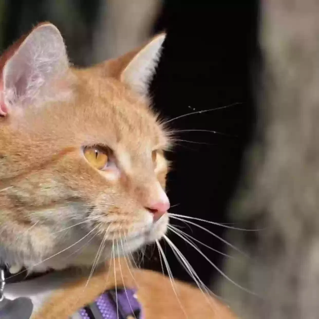 Lost cat in Derry, NH, 3038