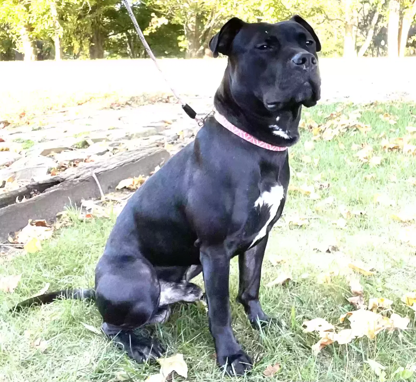 Found dog in Indianapolis, IN, 46278