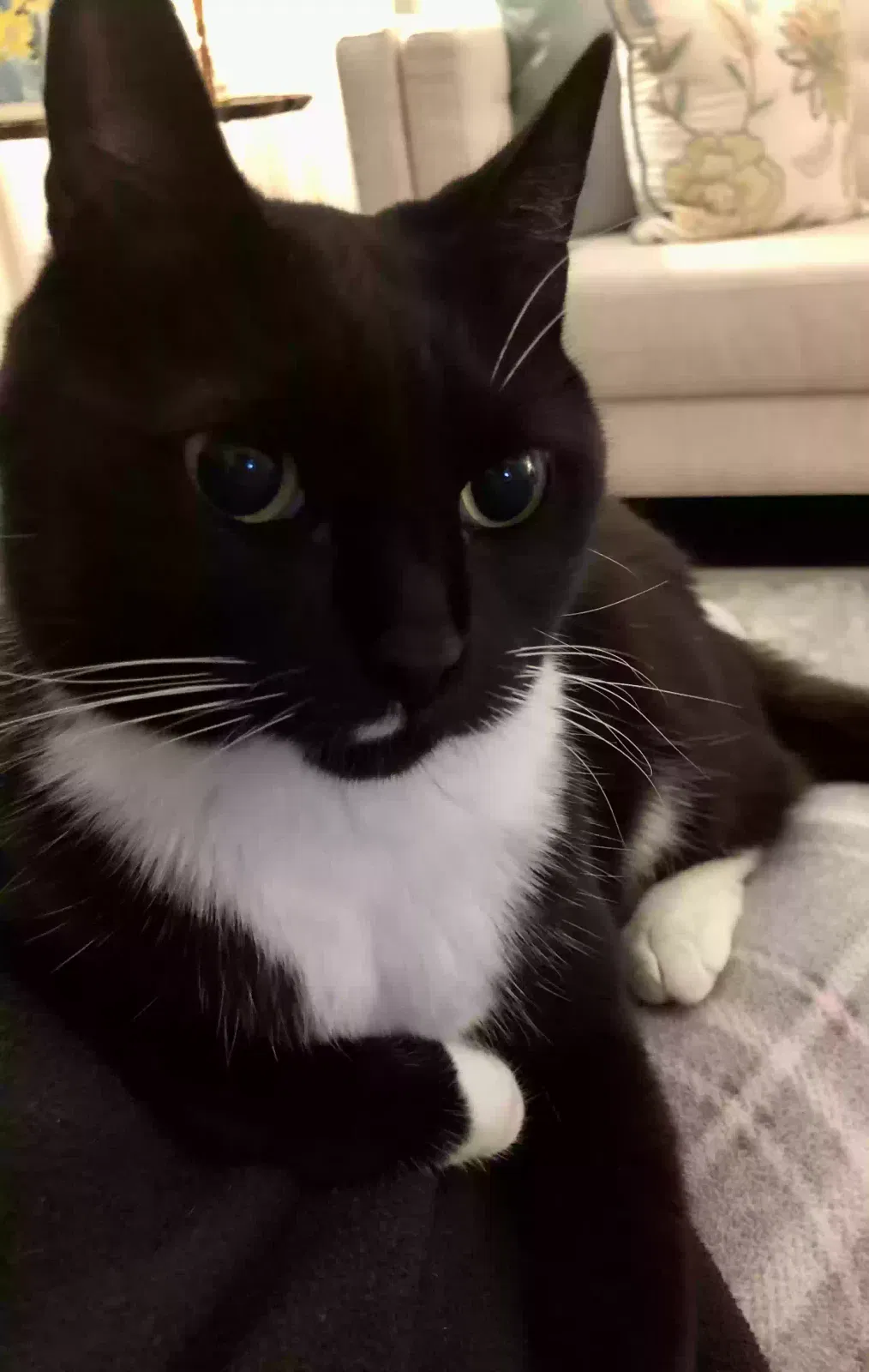 Lost cat in Columbia, CT, 6237