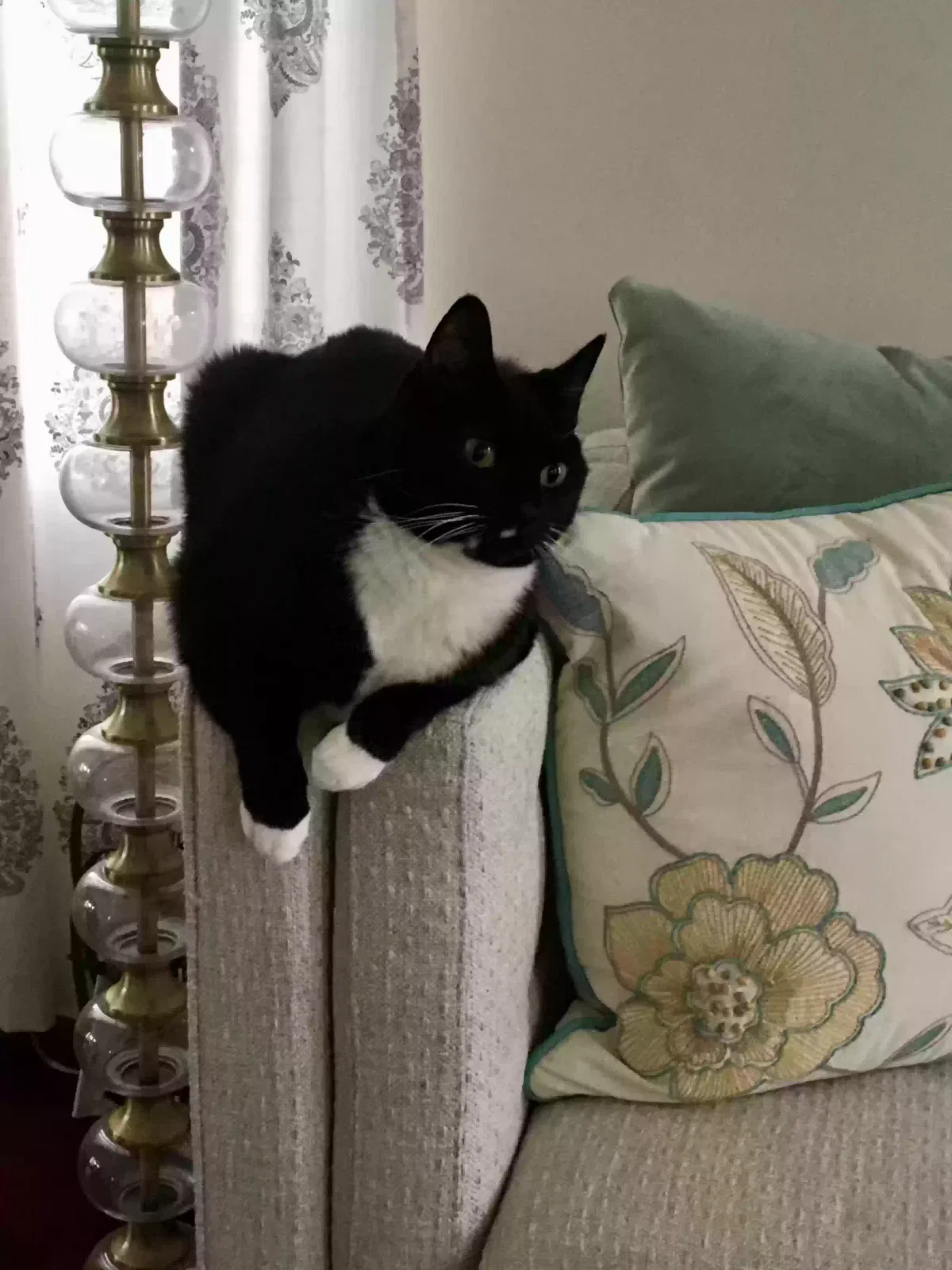 Lost cat in Columbia, CT, 6237