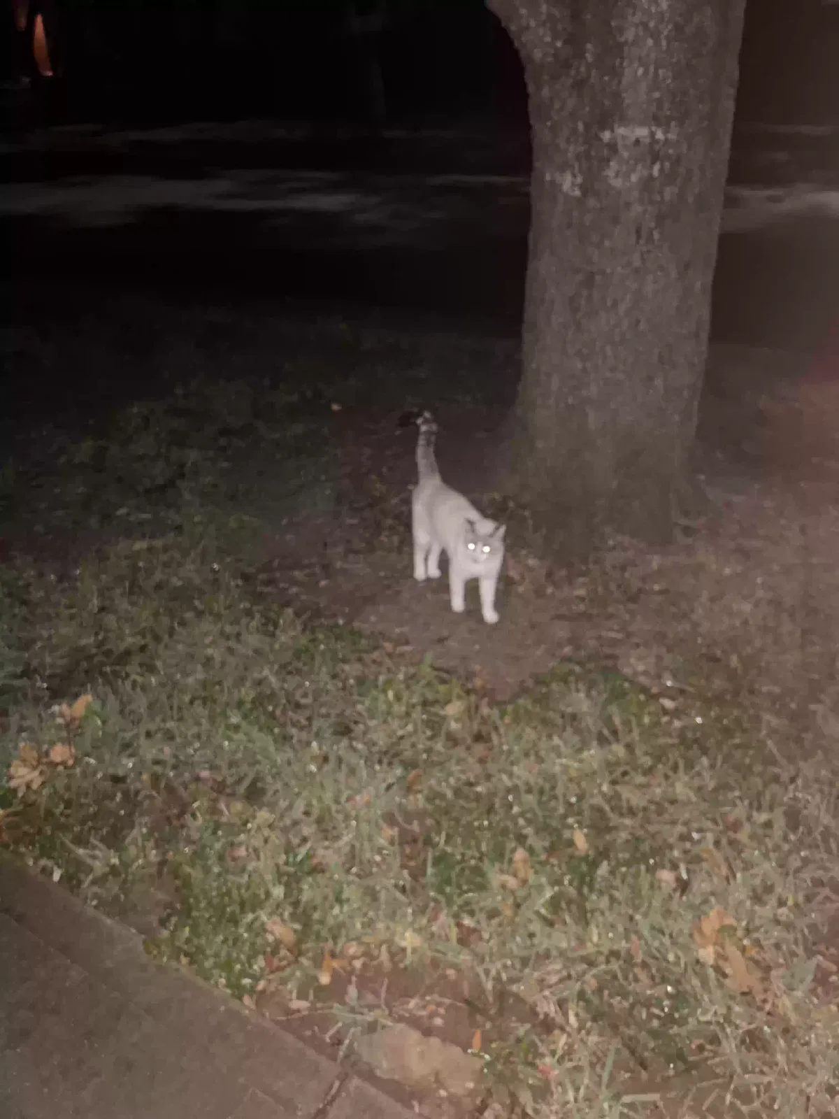 Found cat in Sugar Land, TX, 77479