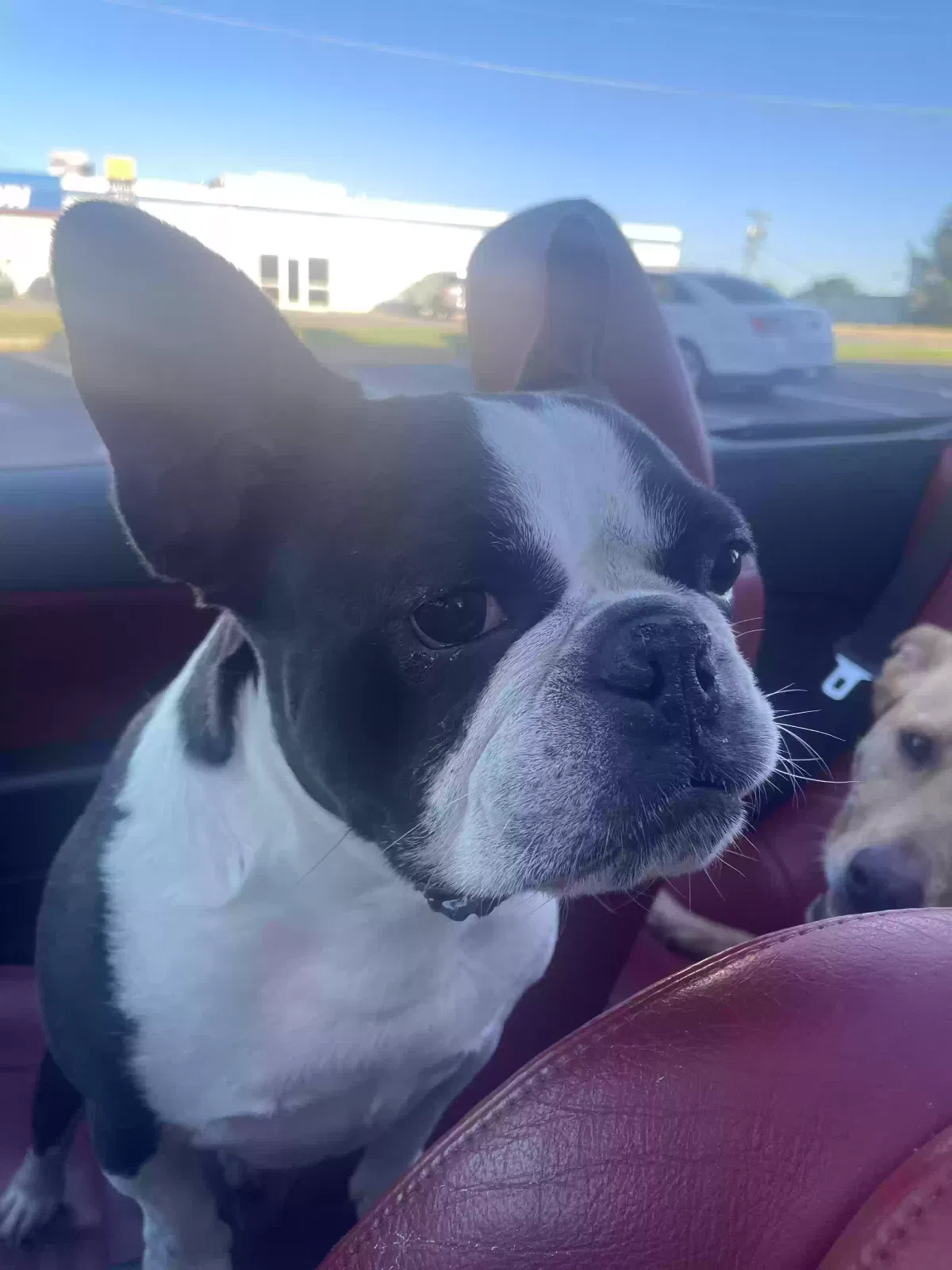 Lost dog in Oklahoma City, OK, 73115