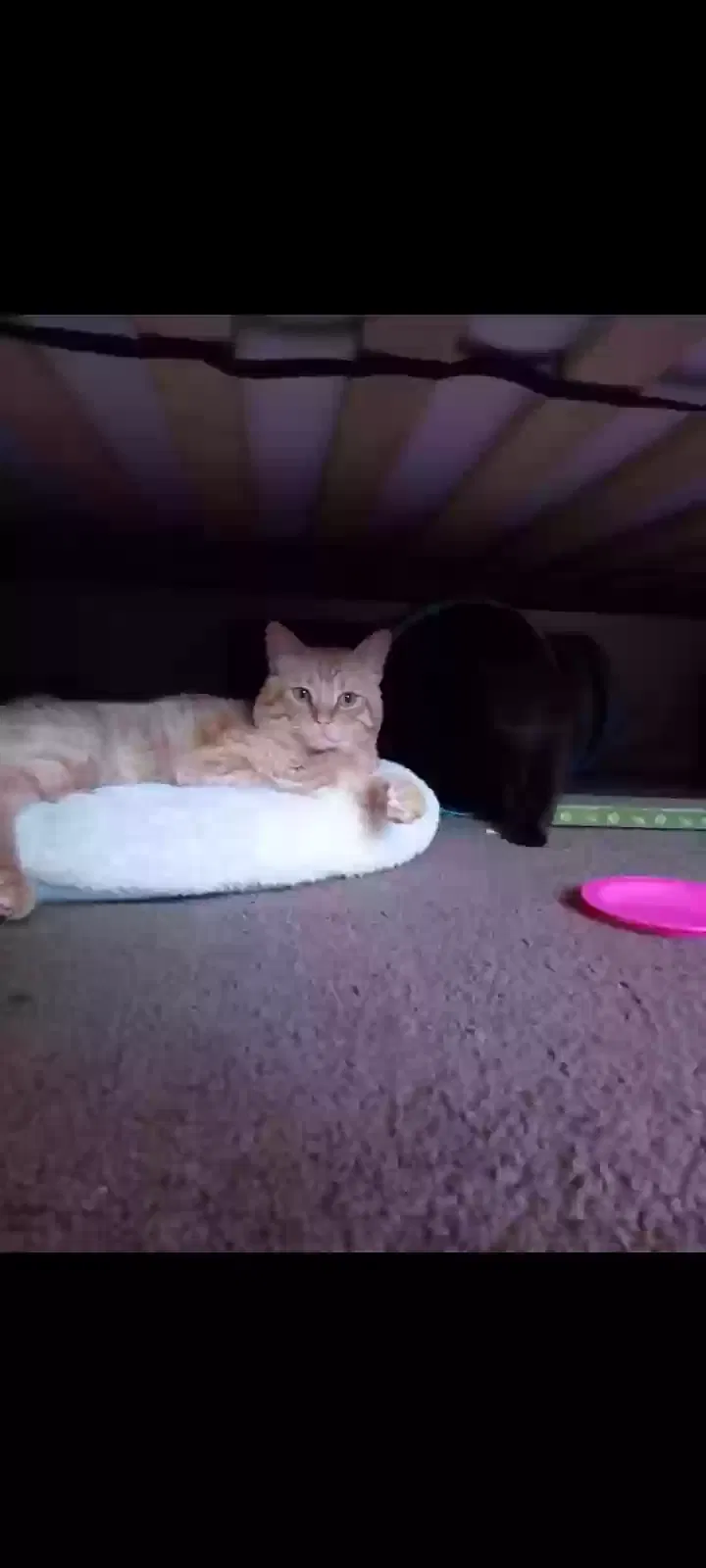 Lost cat in Escondido, CA, 92026