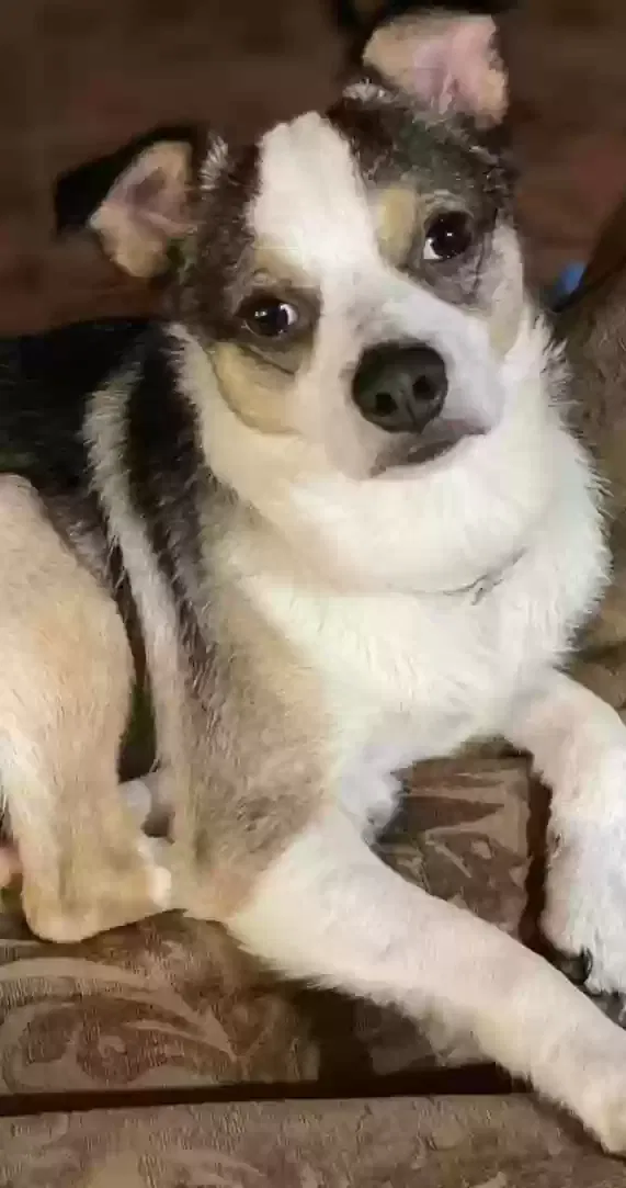 Lost dog in Sinton, TX, 78387