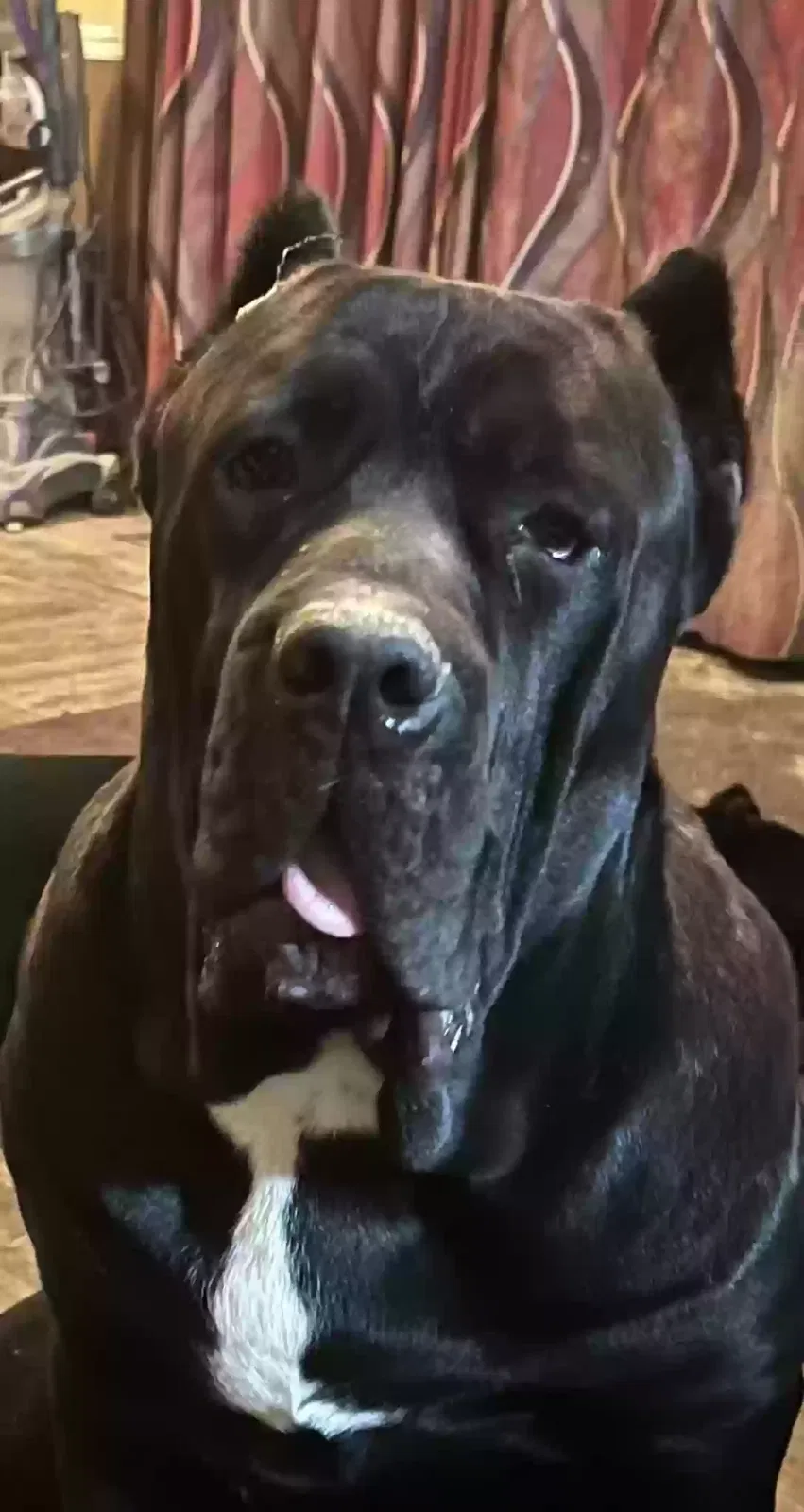 Lost dog in Cleveland, OH, 44121