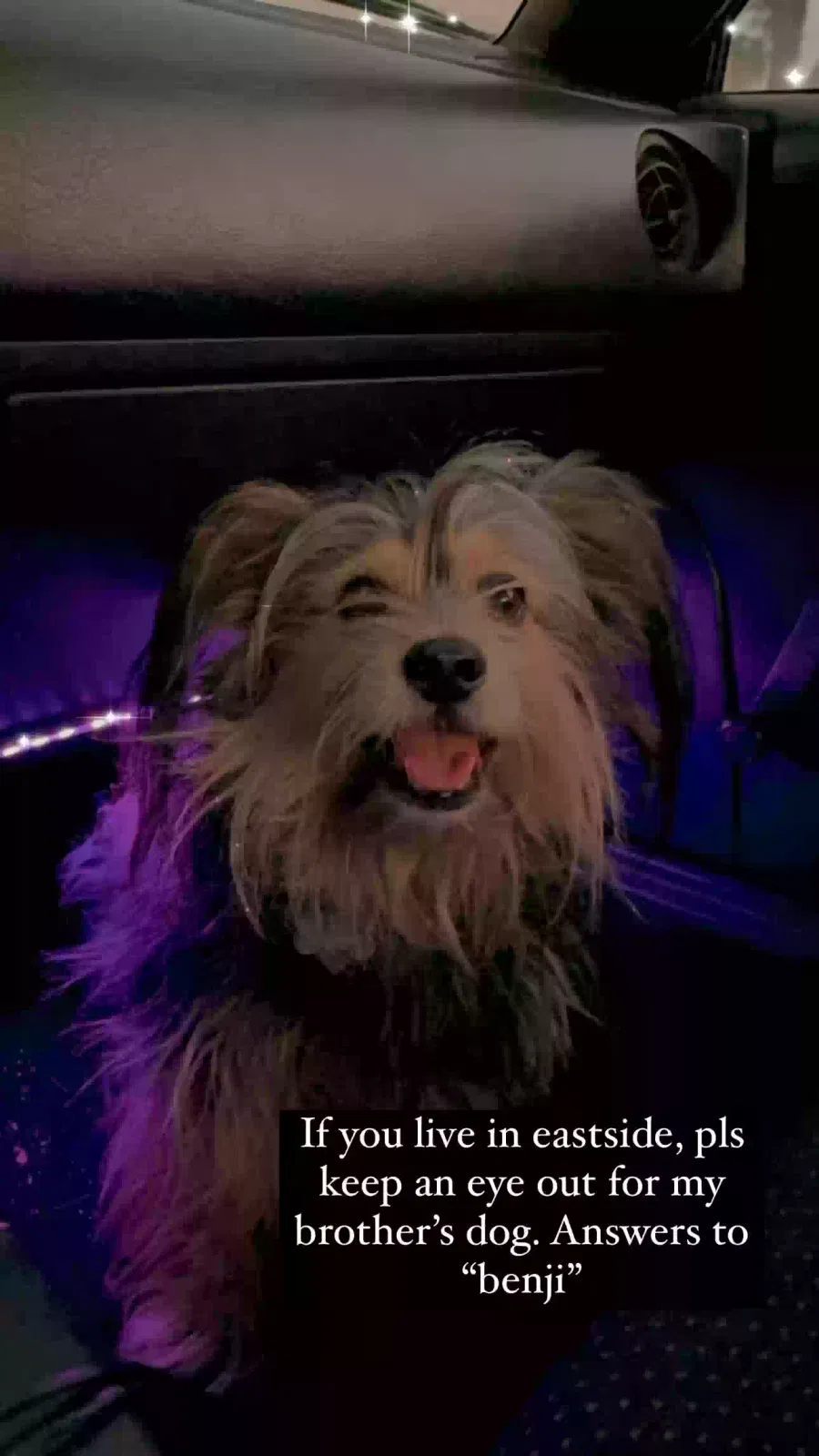 Lost dog in Riverside, CA, 92507
