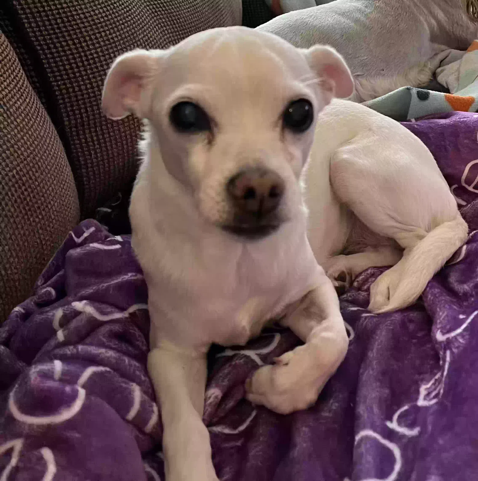 Lost dog in Tulsa, OK, 74133