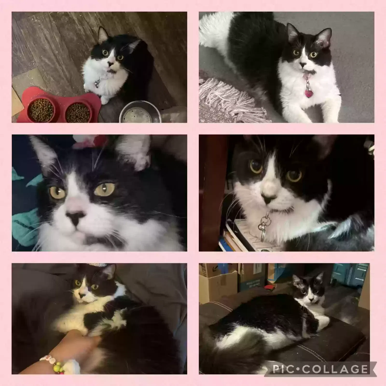 Lost cat in Lutz, FL, 33559