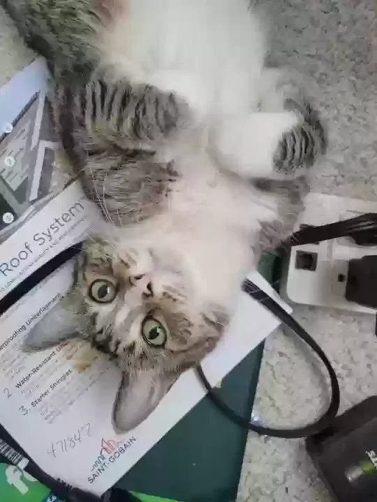 Lost cat in Fort Lauderdale, FL, 33327