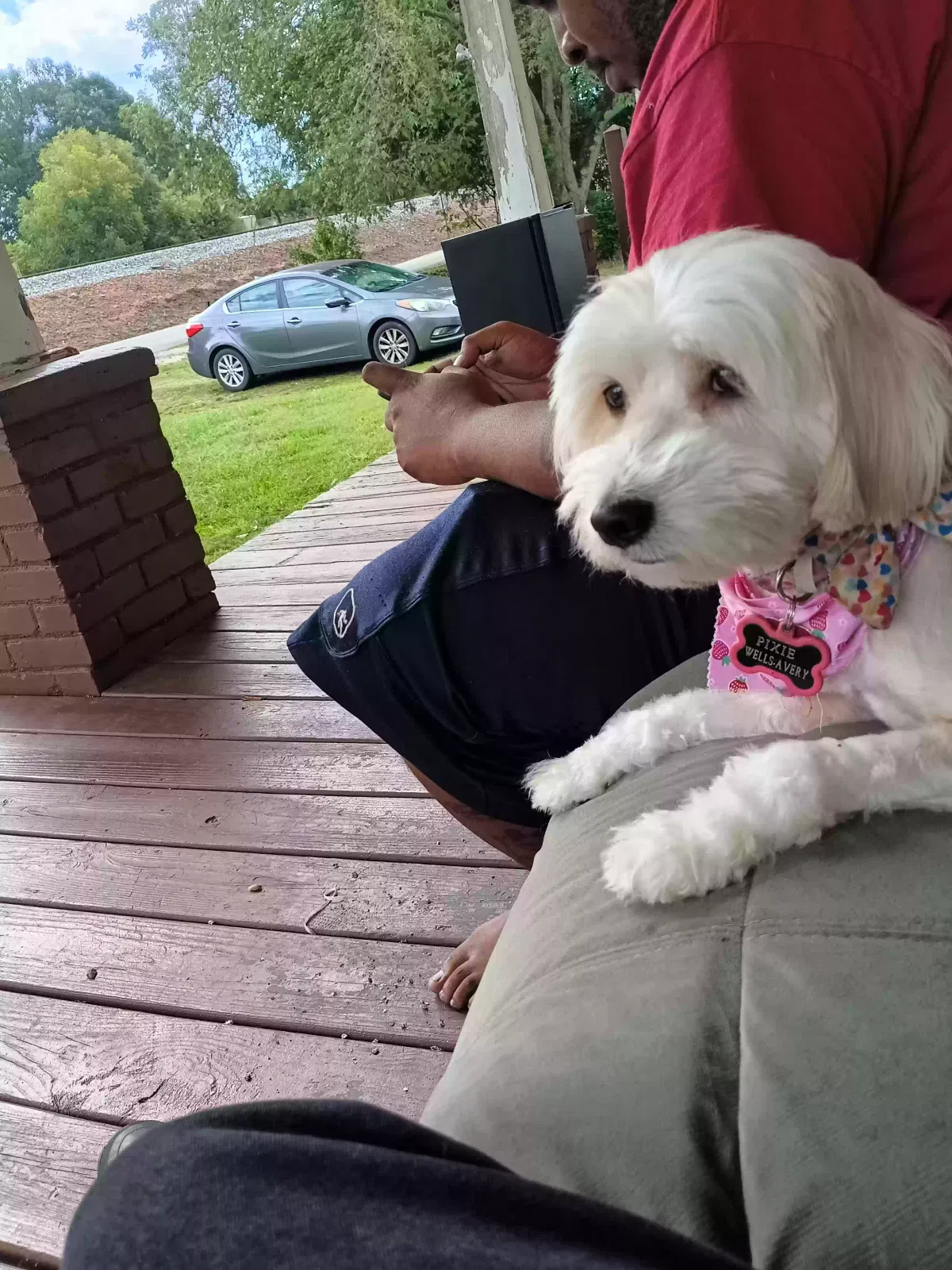 Missing Dog