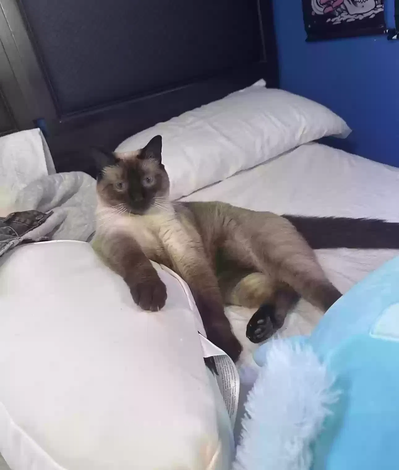 Lost cat in Hollywood, FL, 33023