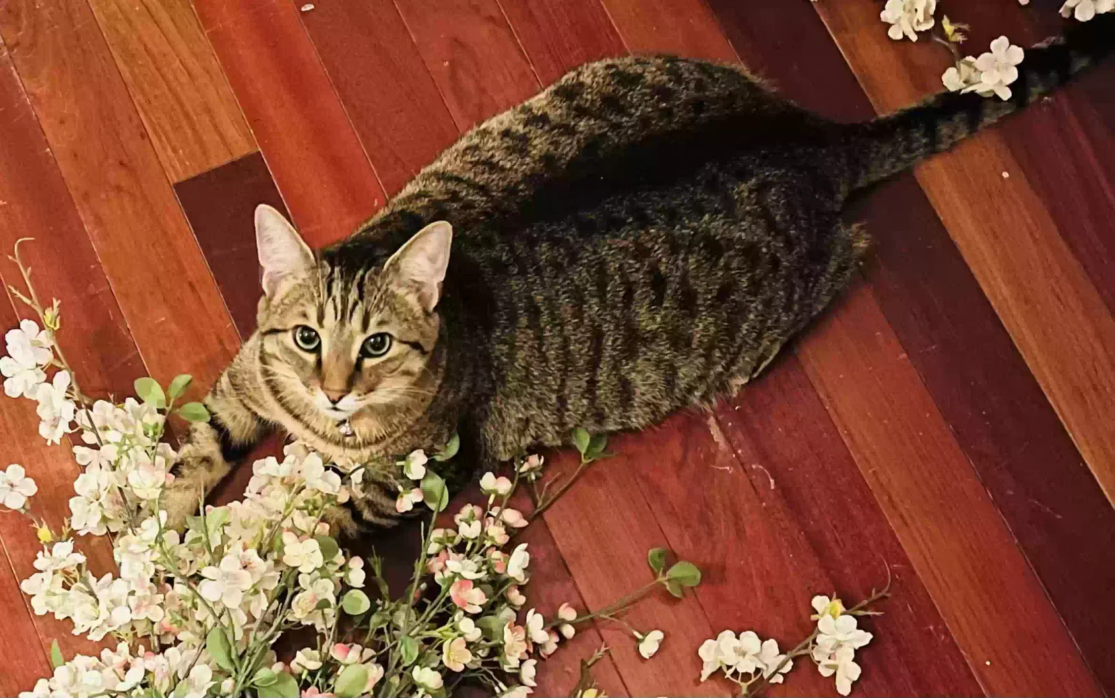 Lost cat in Virginia Beach, VA, 23457