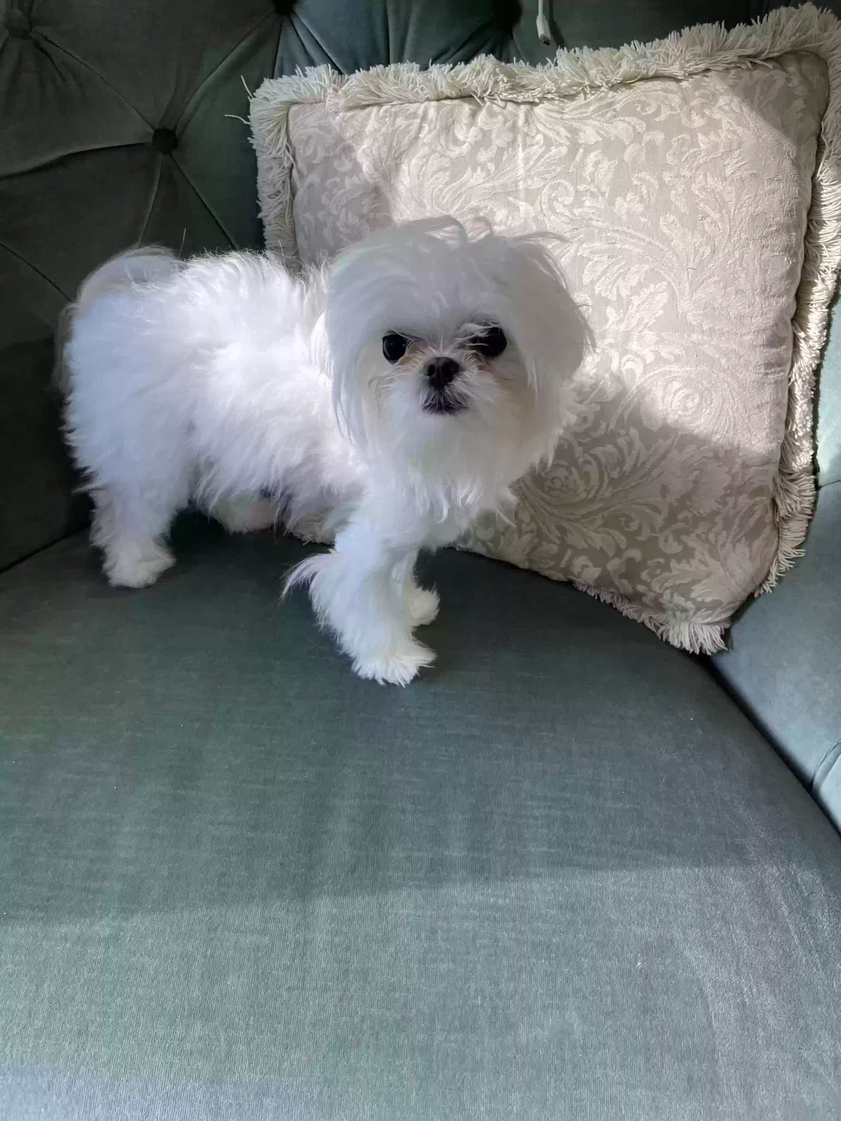 Lost dog in Ann Arbor, MI, 48108