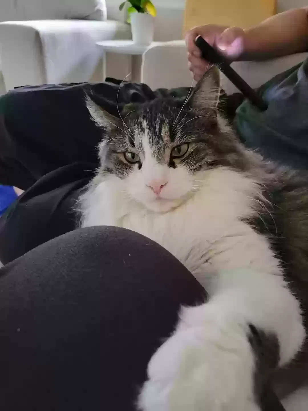 Lost cat in Greeley, CO, 80634