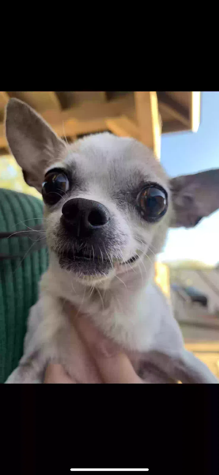 Lost dog in Tucson, AZ, 85706