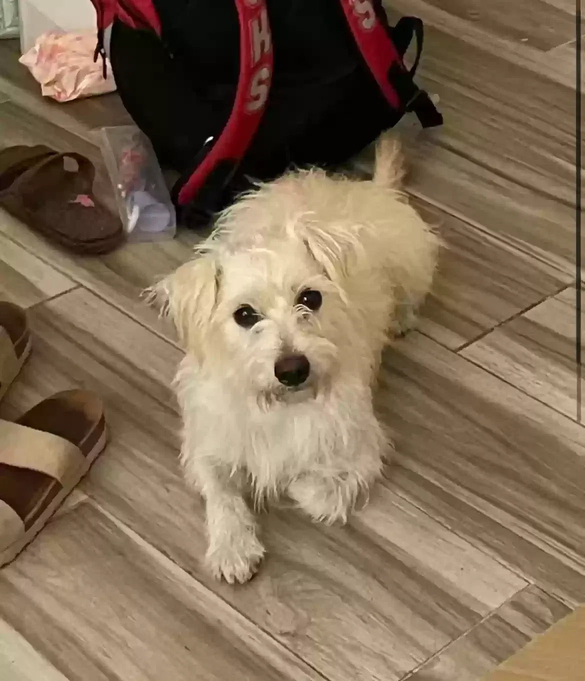 Lost dog in Crosby, TX, 77532