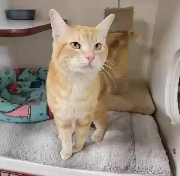 Lost cat in Oceanside, CA, 92058