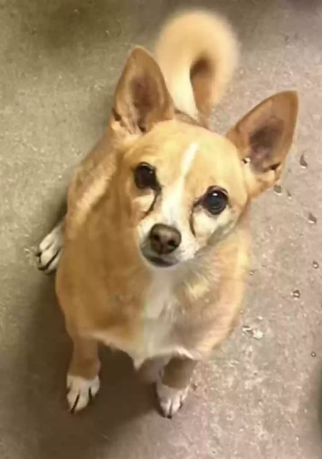 Lost dog in Garland, TX, 75040