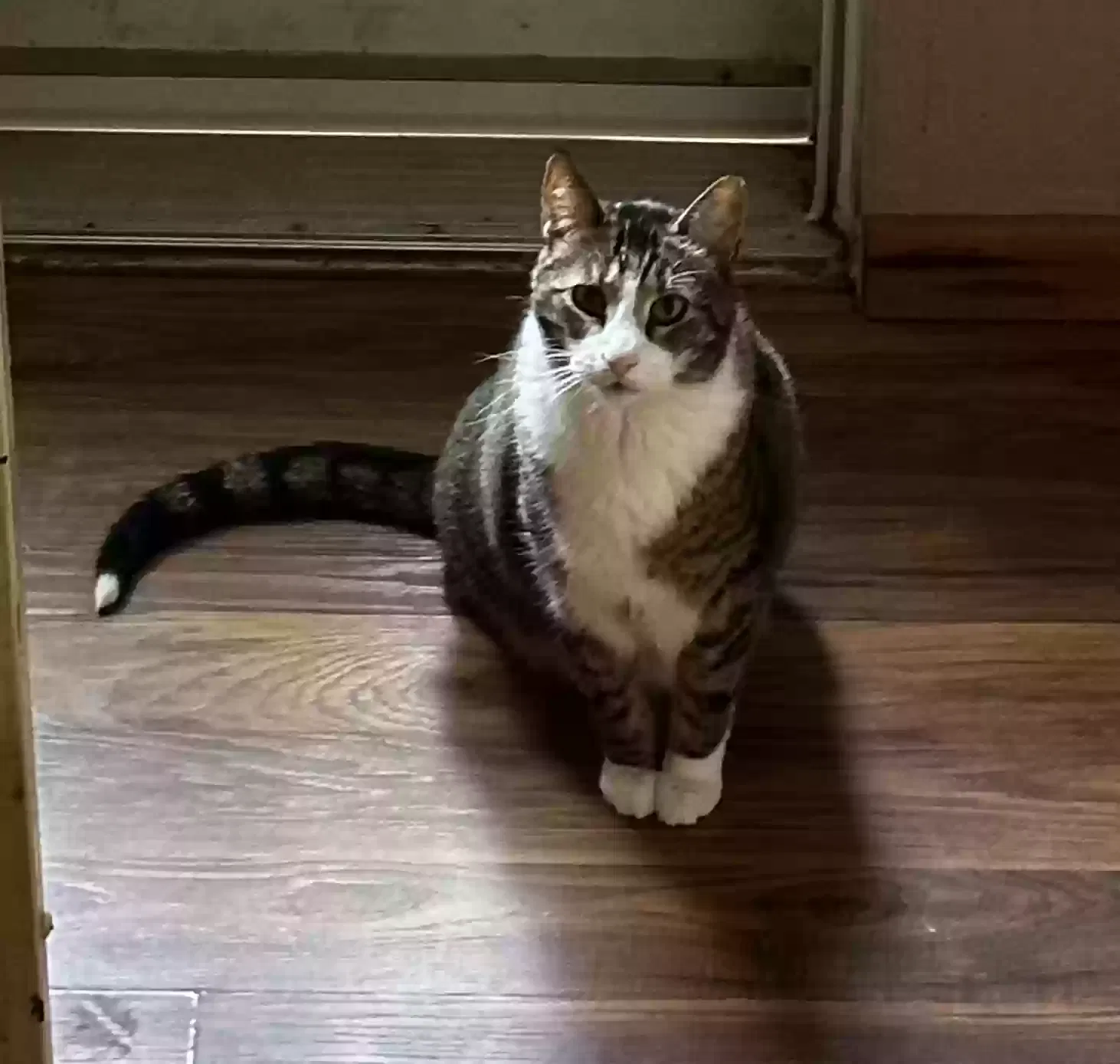 Lost cat in East Peoria, IL, 61611