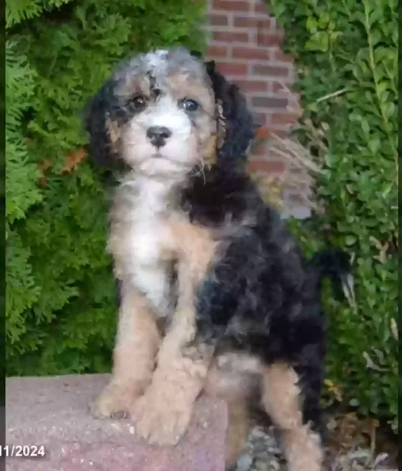 Lost dog in Kodak, TN, 37764