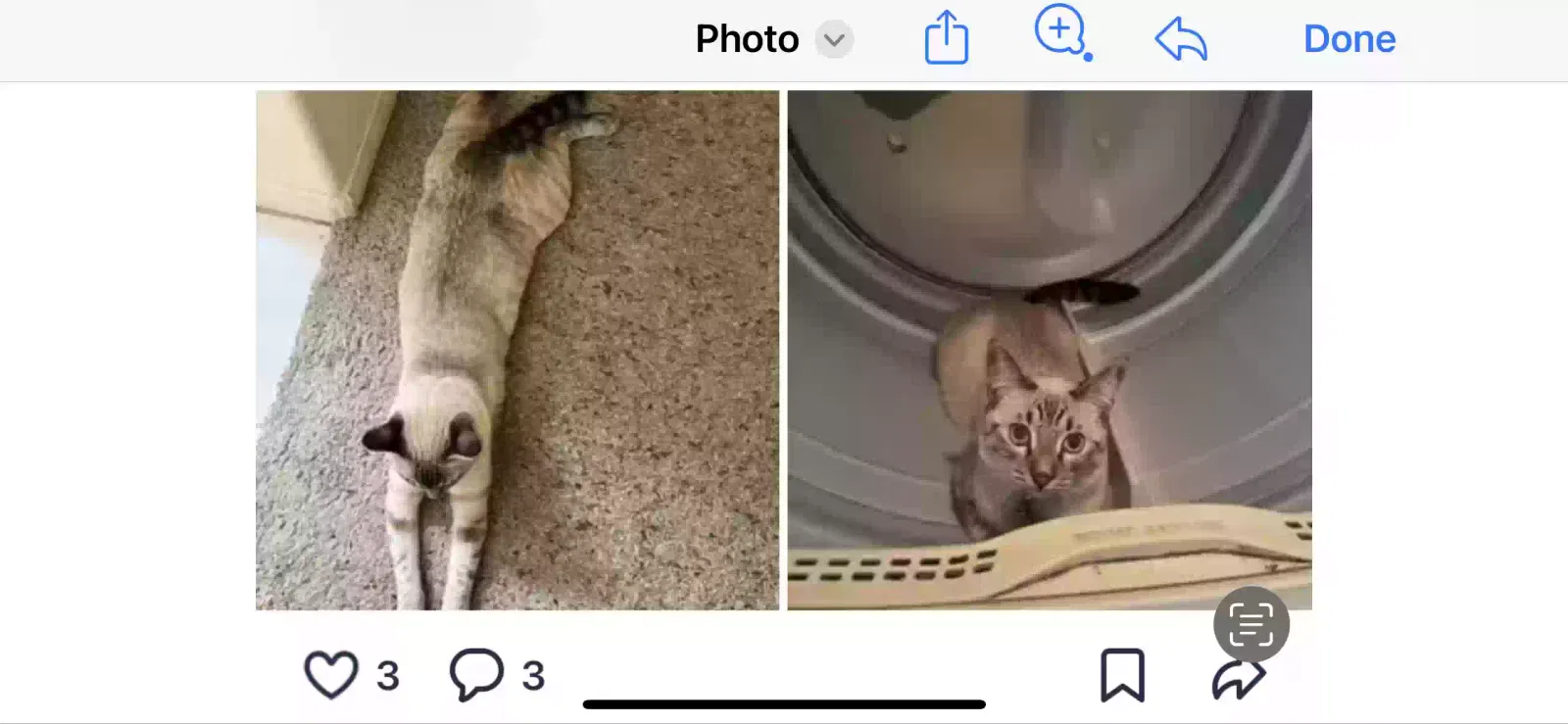 Lost cat in Orange, CA, 92869