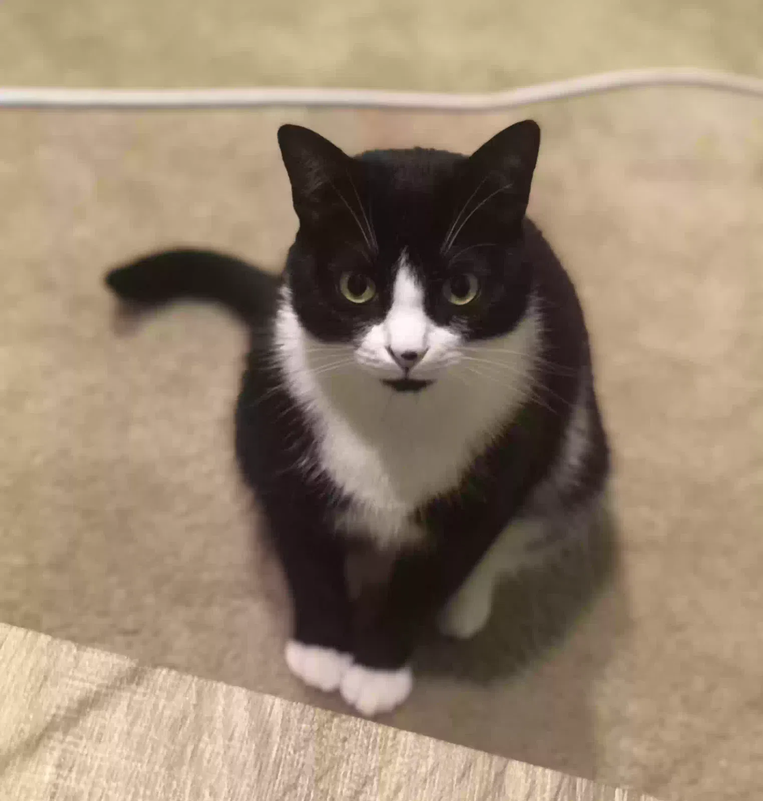 Lost cat in Bellevue, WA, 98007