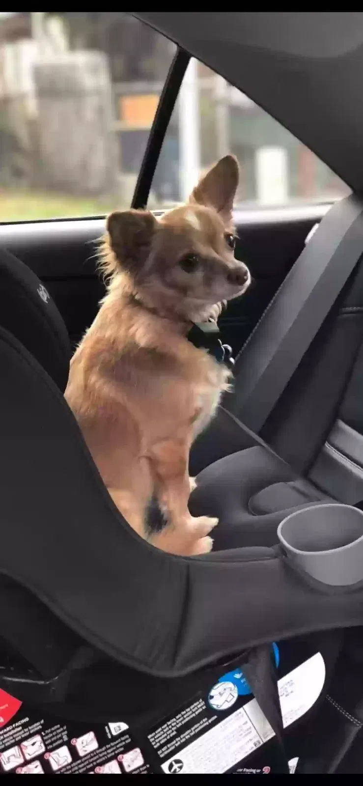 Lost dog in Los Fresnos, TX, 78566