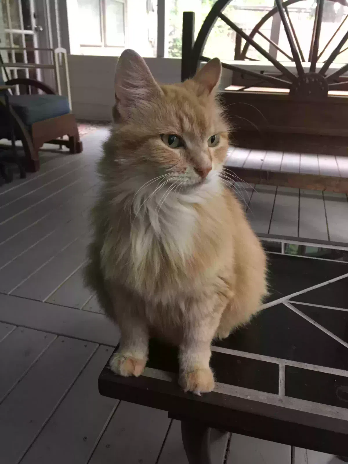 Lost cat in Duncanville, TX, 75116