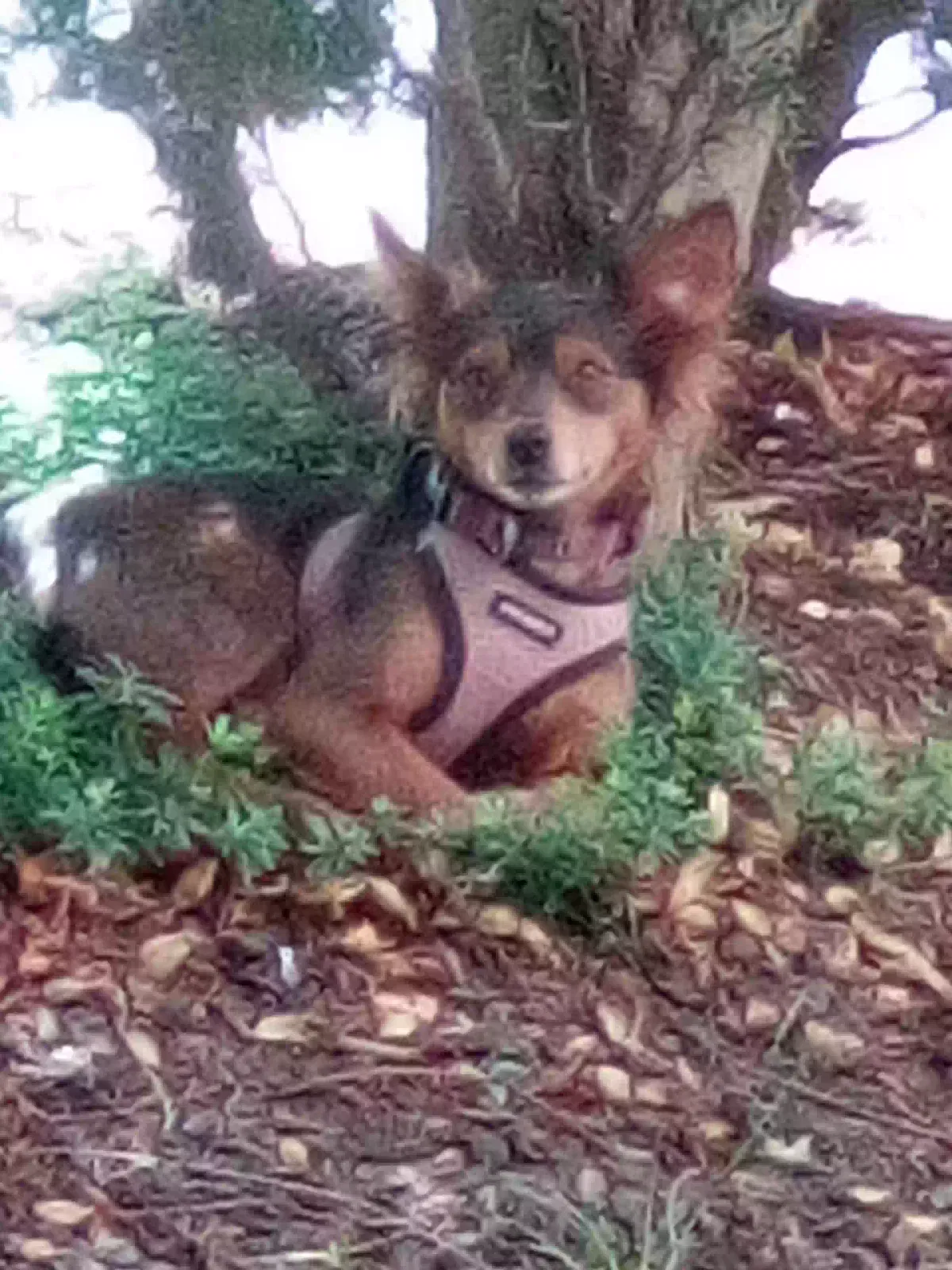 Lost dog in Seattle, WA, 98109