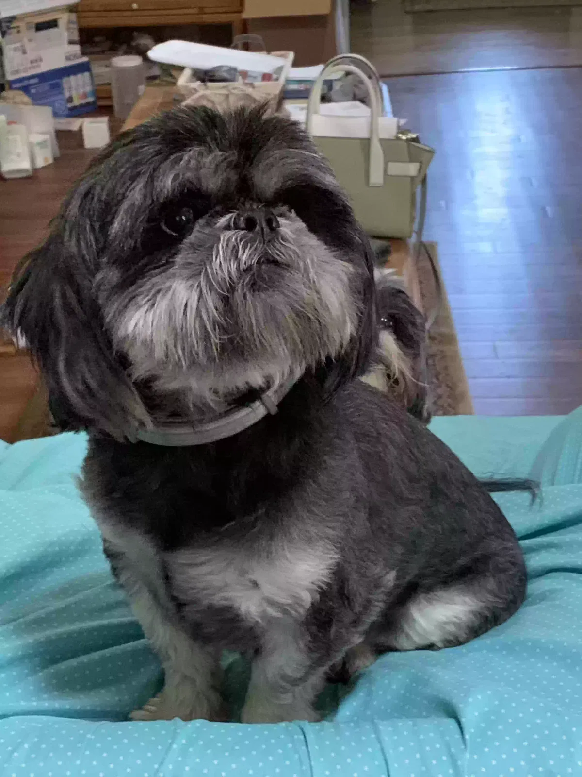 Lost dog in Albertville, AL, 35950