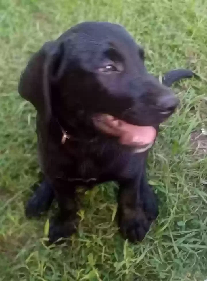 Found dog in Winnsboro, LA, 71295
