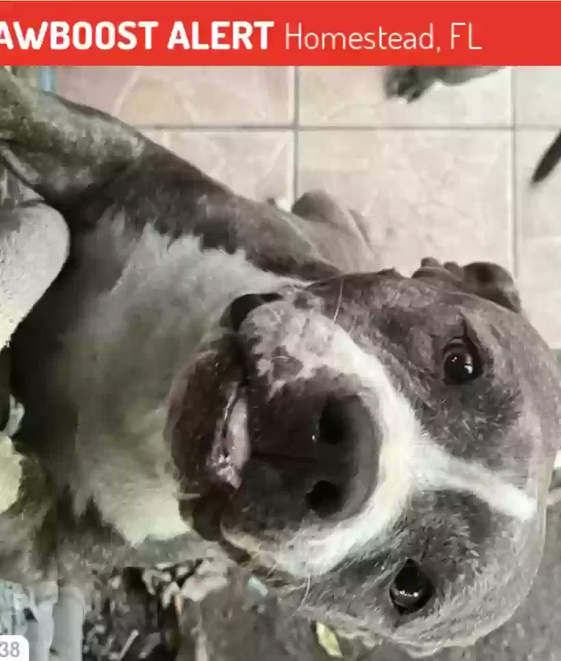 Lost dog in Homestead, FL, 33033
