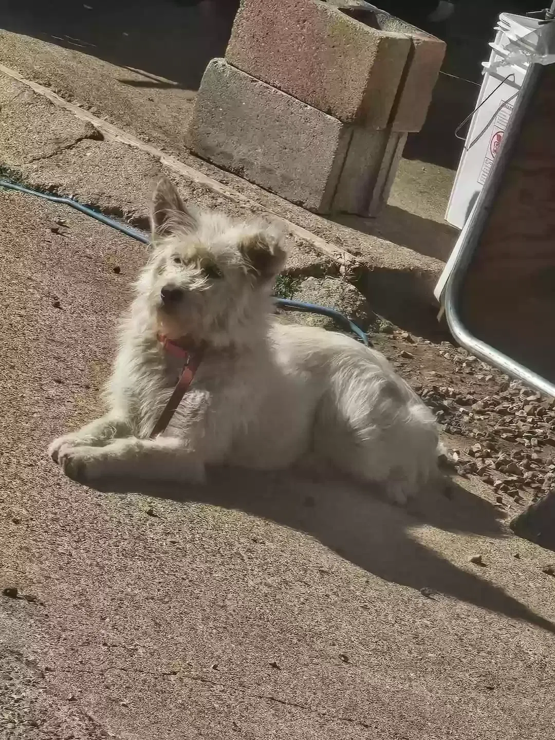 Lost dog in Ellington, MO, 63638