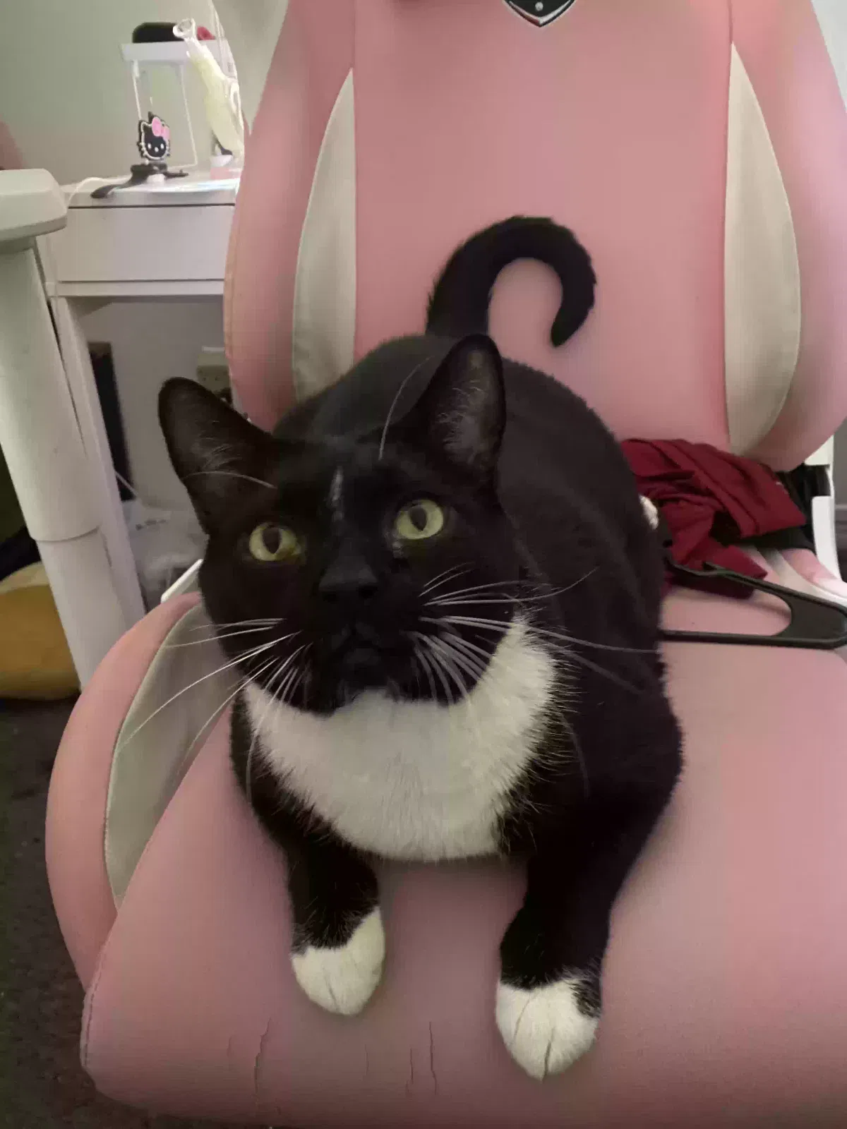 Lost cat in Las Vegas, NV, 89108