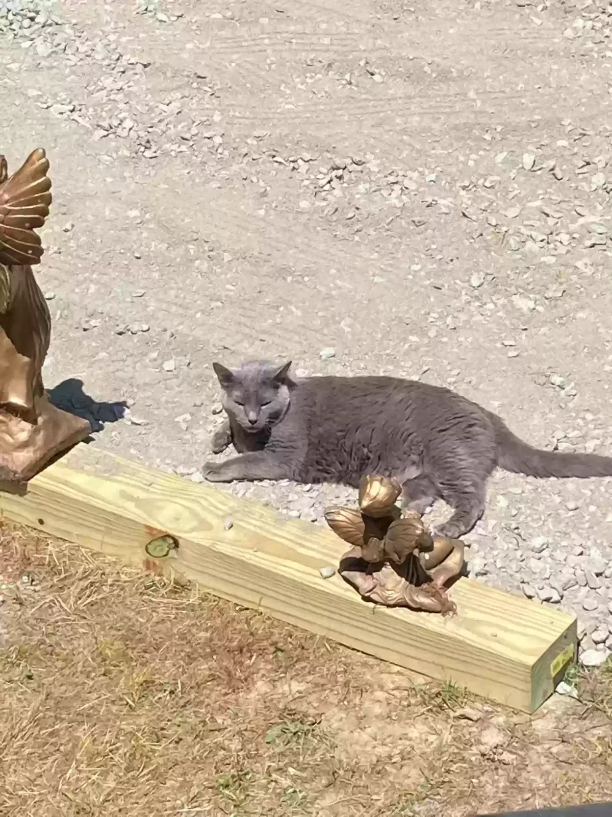 Lost cat in Columbia, SC, 29210