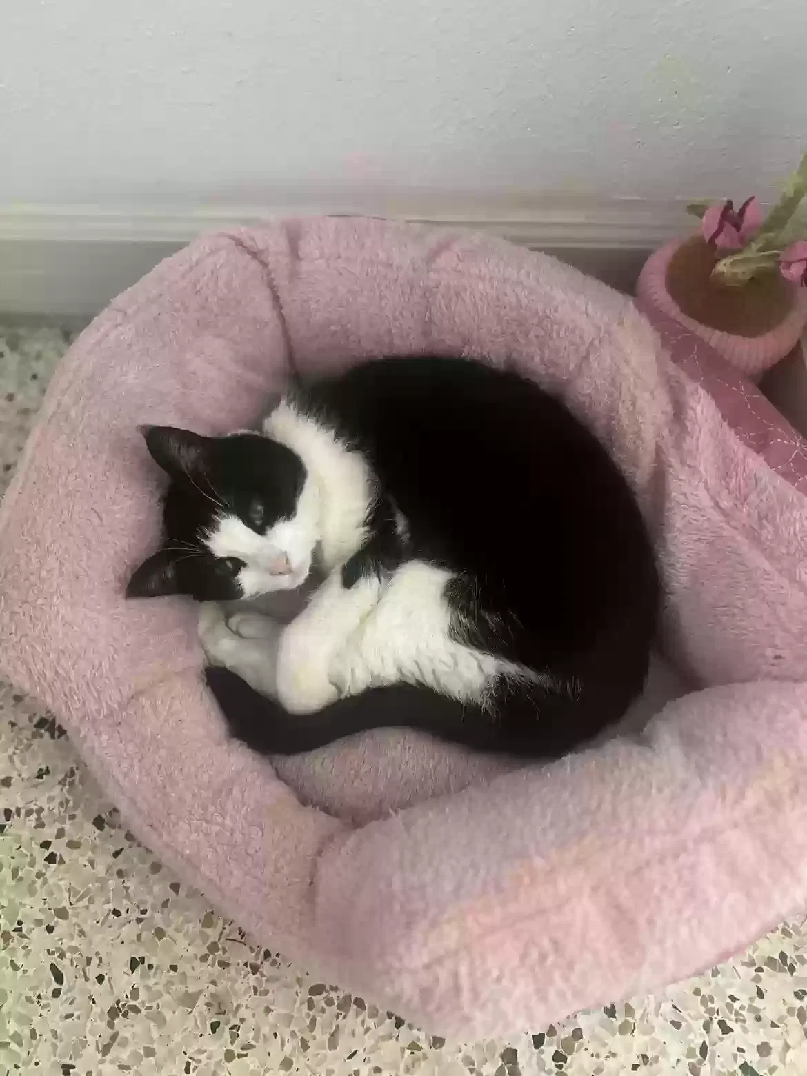 Lost cat in Winter Park, FL, 32789